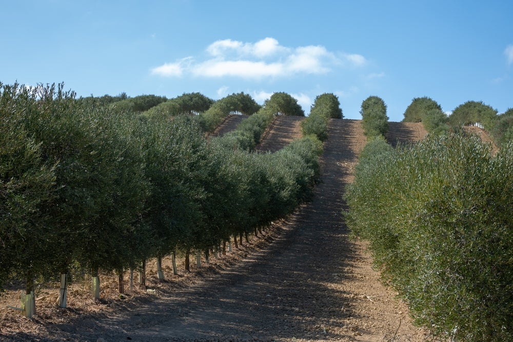 Olive oil grove in Córdoba, Spain