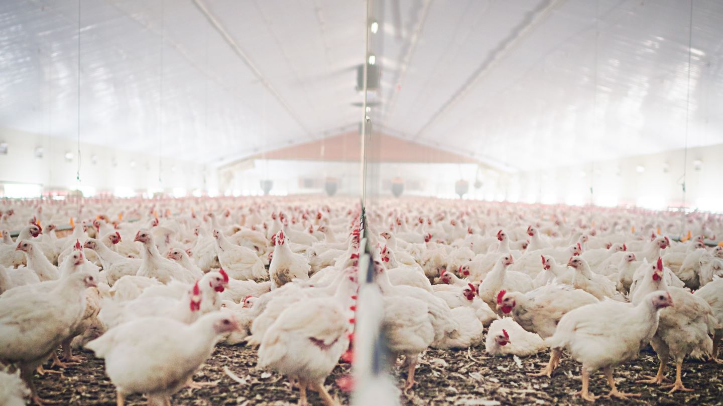 Inghams reduces earnings forecast