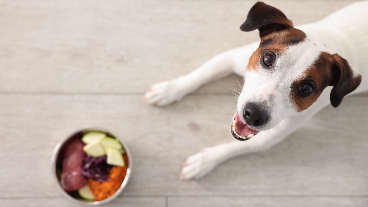 Spain’s Agrolimen buys US pet-food firm Ollie