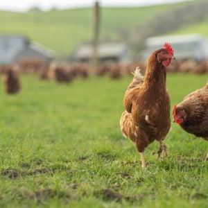 Free range chickens on a farm