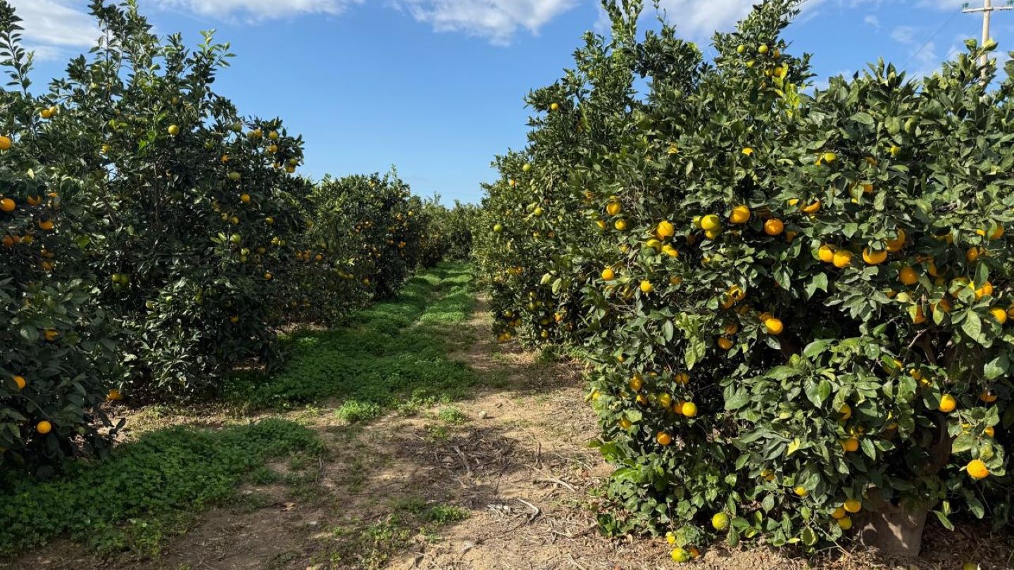 Unifrutti moves to bolster citrus supply with Italy acquisition