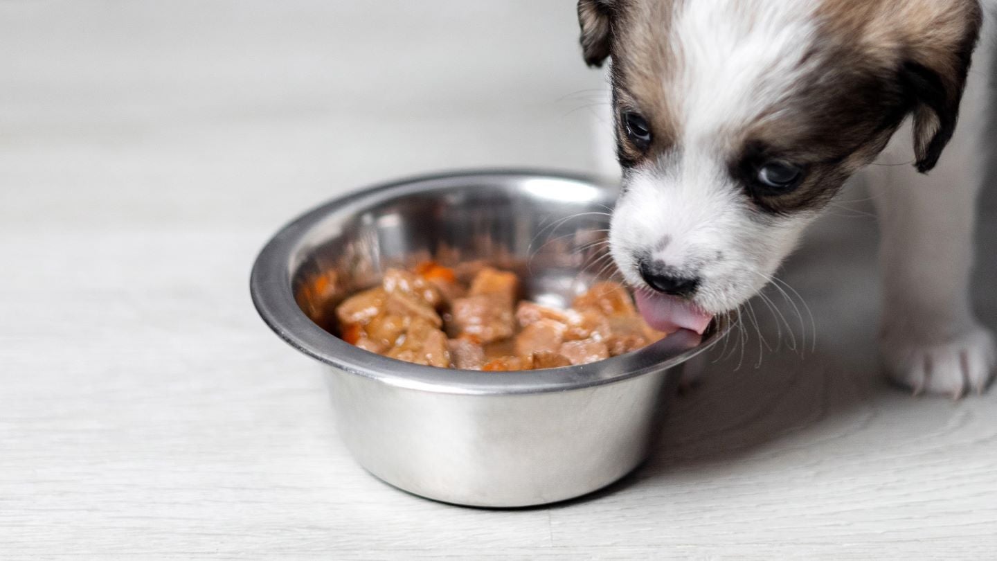 South Africa’s Rcl Foods Adds Martin And Martin To Pet Portfolio