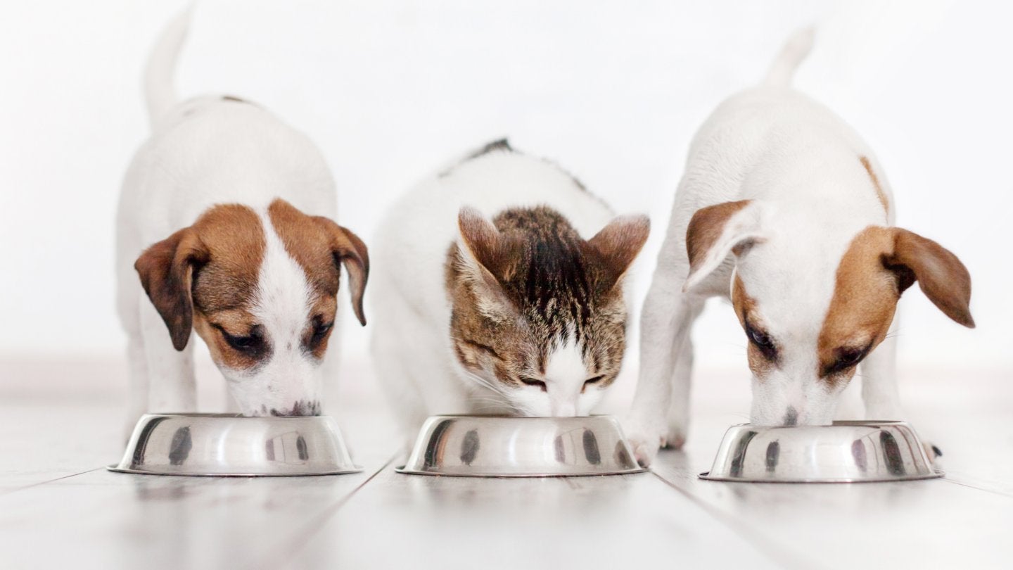 Acquisitive pet-food group Nutriment swoops again in Germany