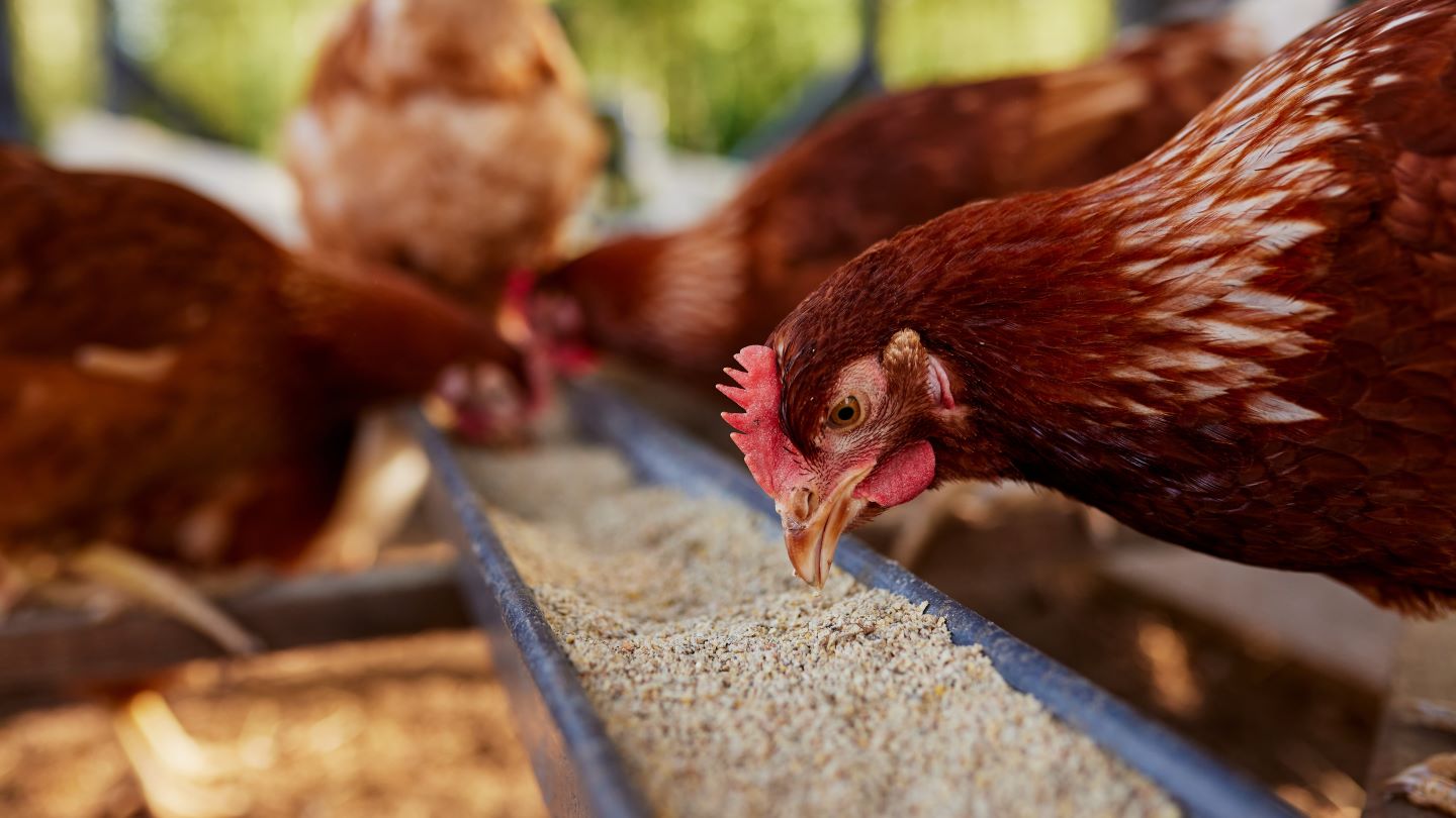 Australia’s TasFoods acquired from administration