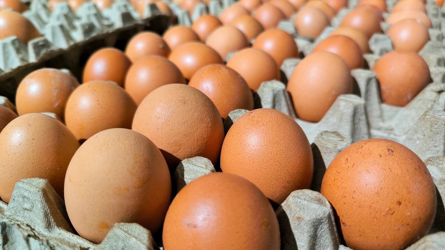 UK officials declare fatal salmonella outbreak