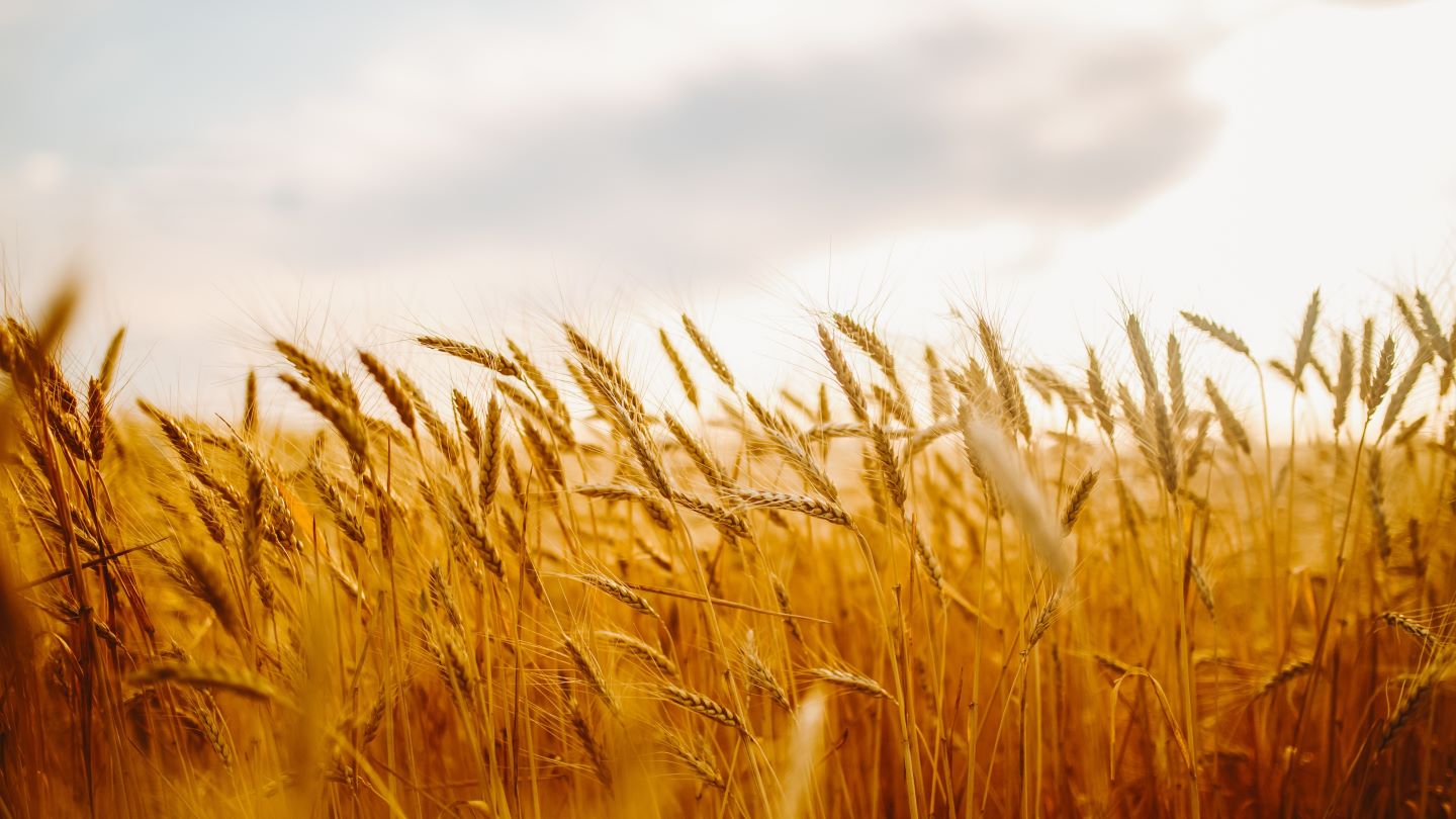 UK on brink of decades-low cereal crop - research