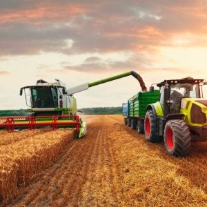 Wheat harvesting.