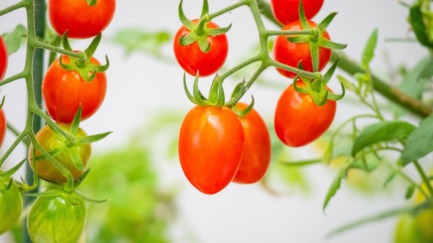 Proposed T&G Fresh sale sparks cautious response from NZ watchdog
