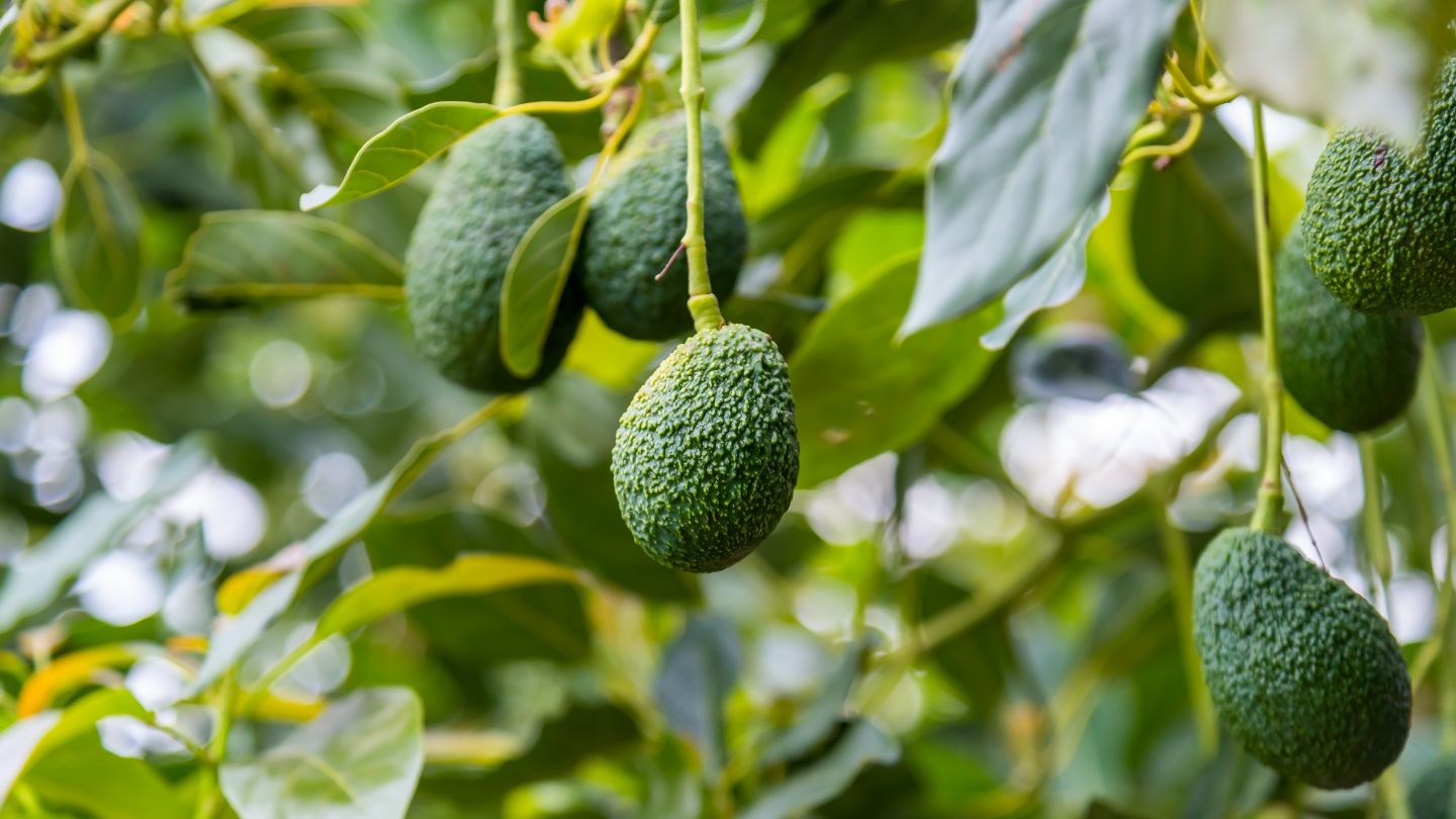 Camposol adds to avocado interests with Jaliscavo deal