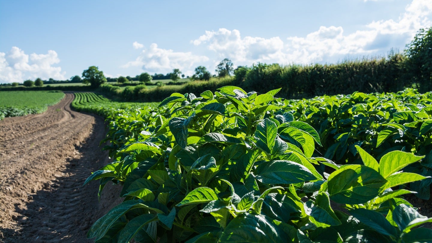 UK sets England organic farmland goal